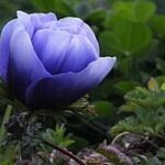 アネモネステークス2026の予想を公開！